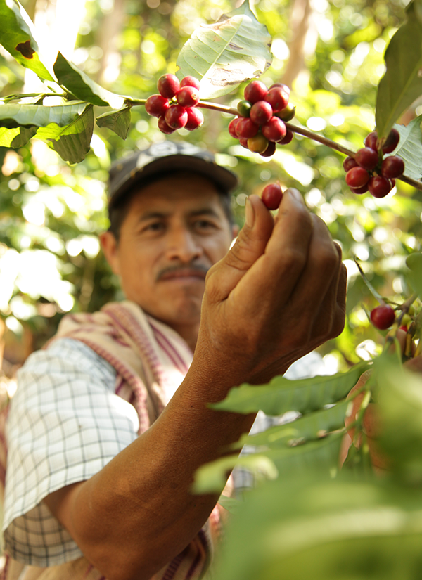 Roberto Coffee Farmer